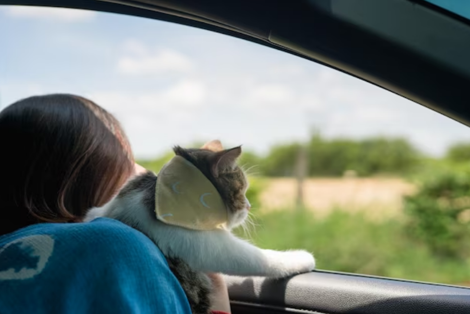 Ikke la katten din være alene i bilen
